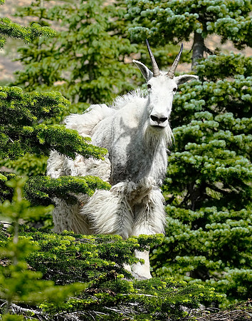 Goat 1 det WWI