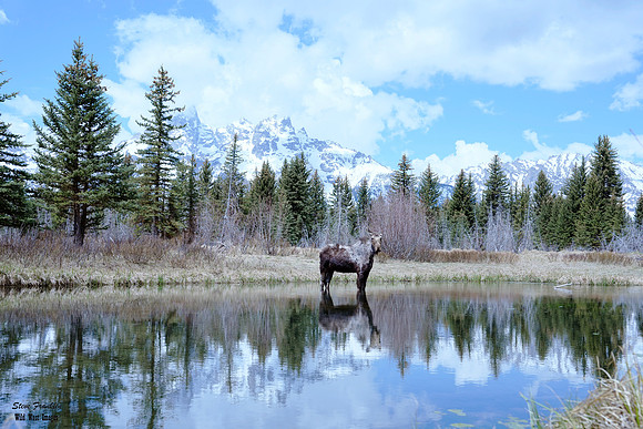 Moose Schwa 1 det WWI C