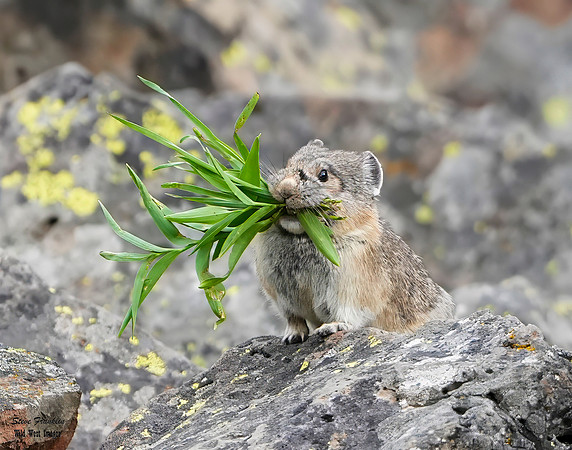 Pika Grass 1 det WWI