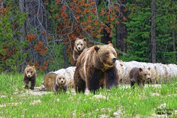 399 'Log Stroll' - only 12x8 or 18x12 or 24x16 - can be ordered for proper format