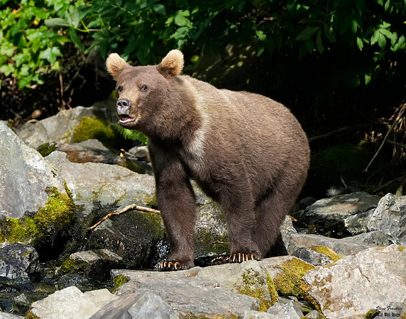 Bears wolverine creek 58 det WWI