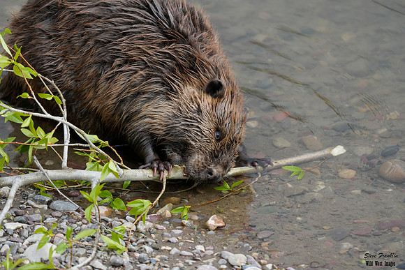 Beaver 1 det WWI