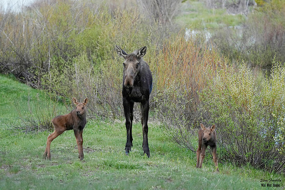 Moose n calves 1 det WWI