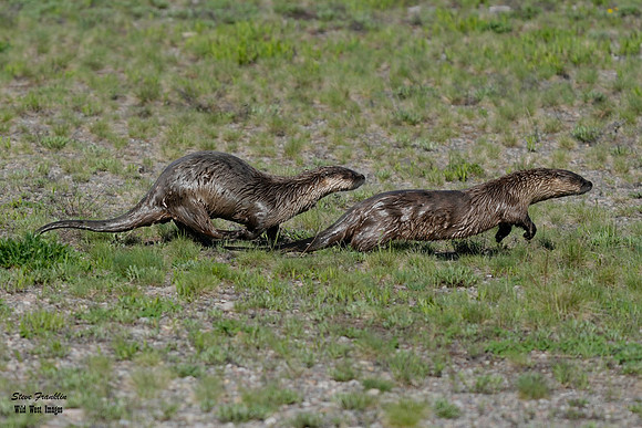Otters 6 det WWI