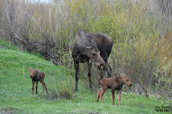 Moose n calves 6 det WWI