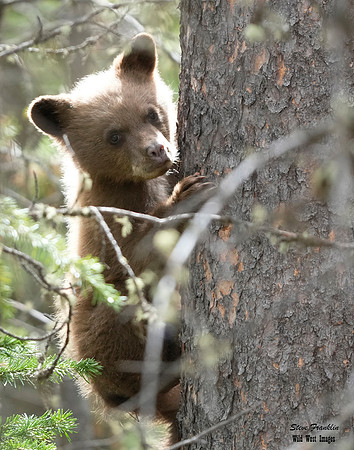 cub 3 det WWI
