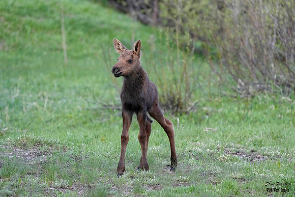 Moose n calves 3 det WWI