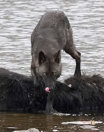 Wolf Black on carcass 1 det + WWI