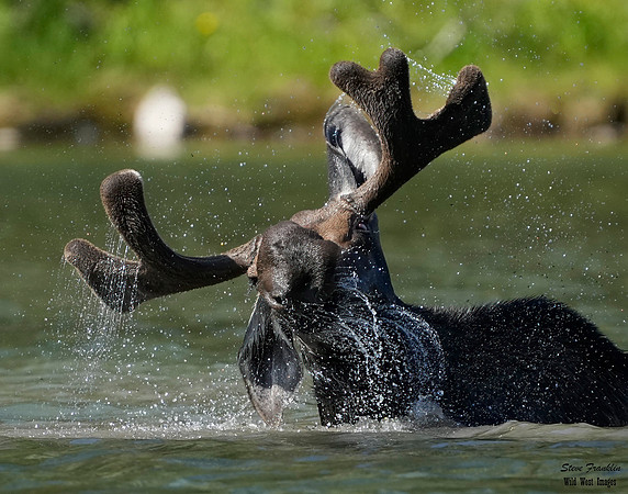 Moose 51 det WWI