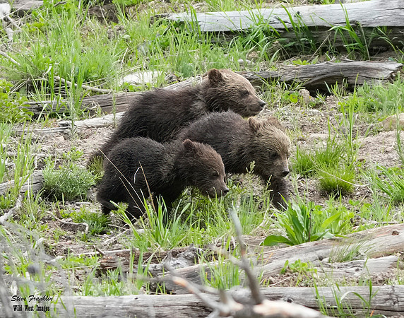 Obsid 17 det WWI