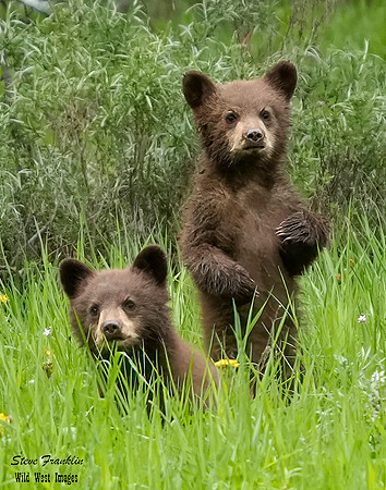 Black Bear Falls 24 det WWI