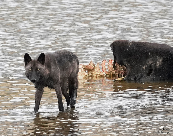 Black Wolf Bison 3 det WWI