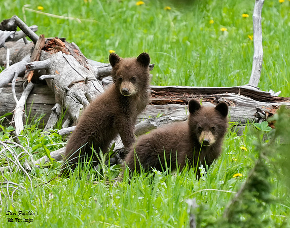 Black Bear Falls 52 det WWI