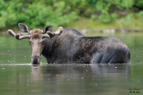 Moose 5 det WWI