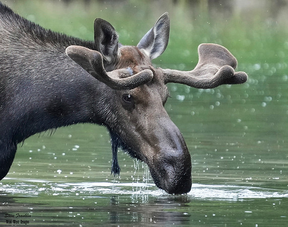 Moose 13 det WWI