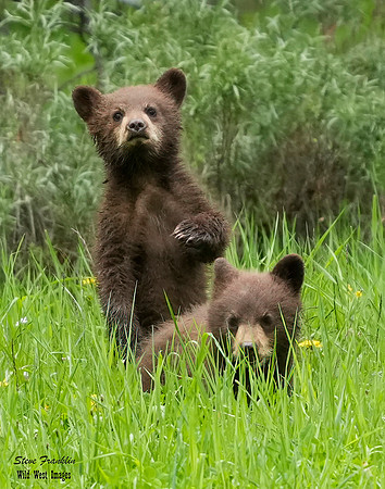 Black Bear Falls 23 det WWI