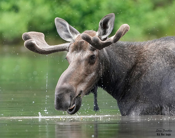Moose 7 det WWI
