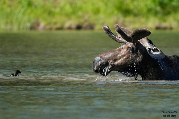 Moose 49 det WWI