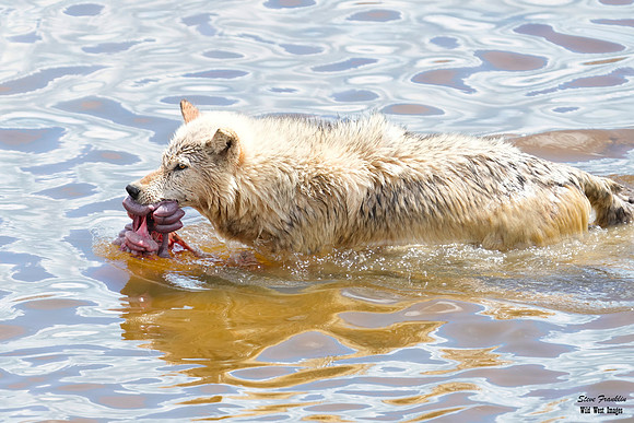 Wolf 8 det WWI