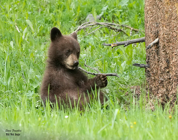 Black Bear Falls 36 det WWI