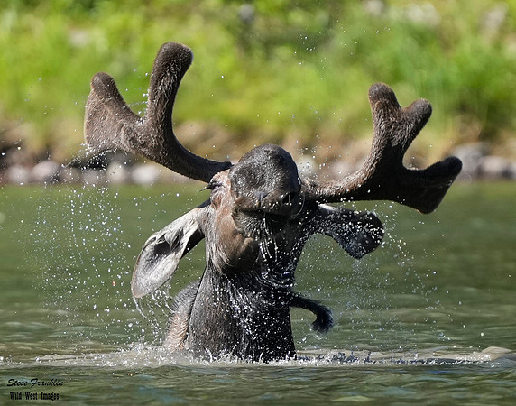 Moose 44 det WWI