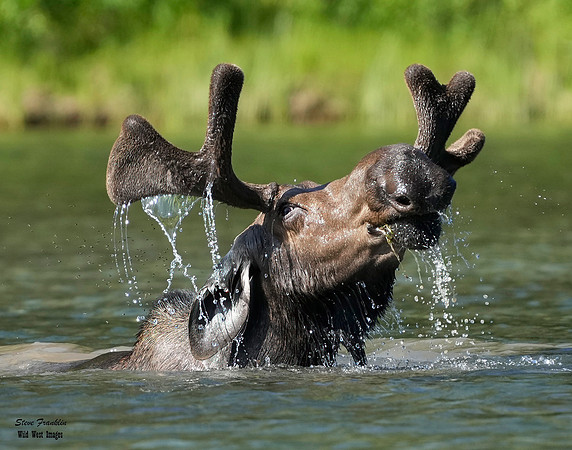 Moose 46 det WWI