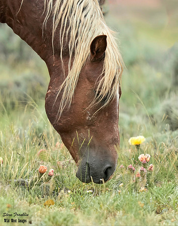 Mustang flower 1 det WWI
