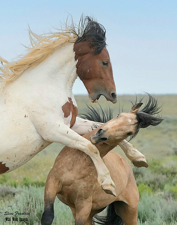 Mustang fight 2A DET WWI