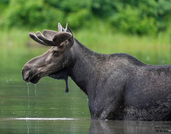 Moose 17 det WWI