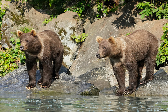 Bears wolverine creek 8 det WWI
