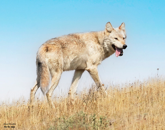 Wolf White 1 det WWI