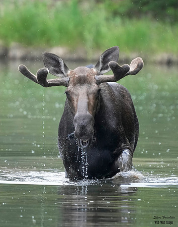 Moose 14 det WWI