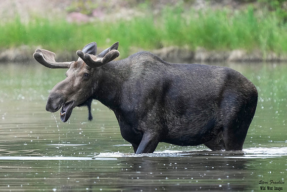 Moose 12 det WWI