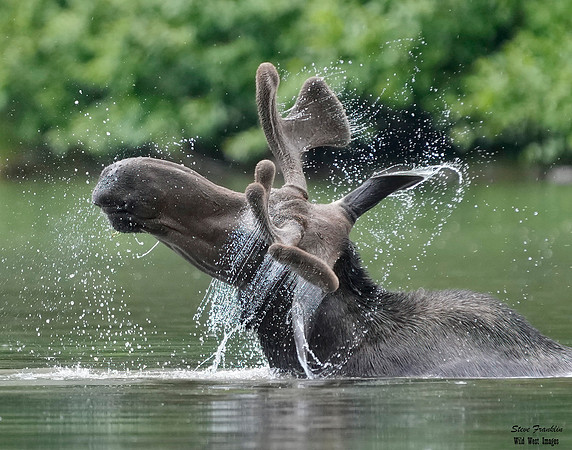 Moose 2 det WWI