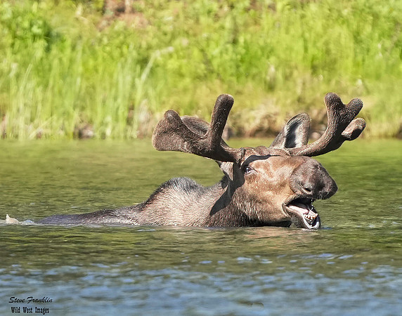 Moose 40 det WWI
