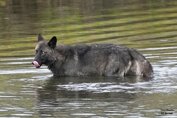 Wolf Black crossing 13 det WWI