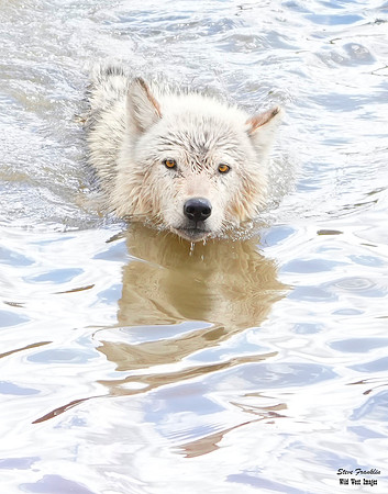 Wolf swim 1 det WWI