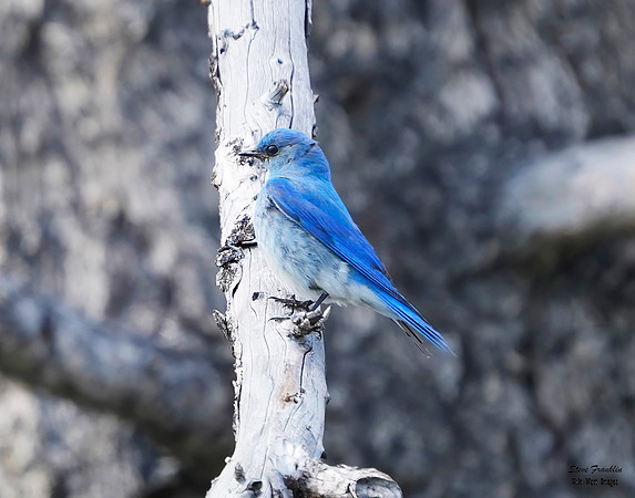 Bluebird 1 det WWI