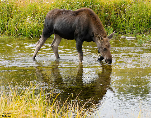 Moose at Schwa 8 det WWI