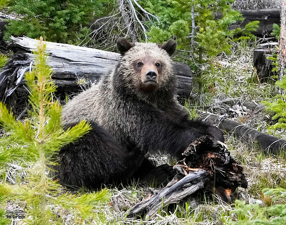 Felicia Cub 4 det WWI