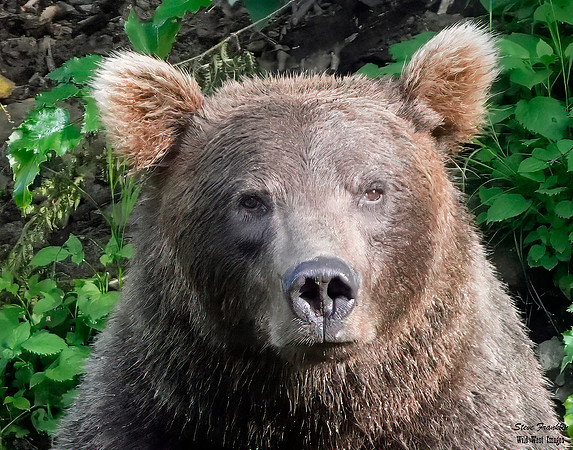 Bears wolverine creek 62 det + WWI