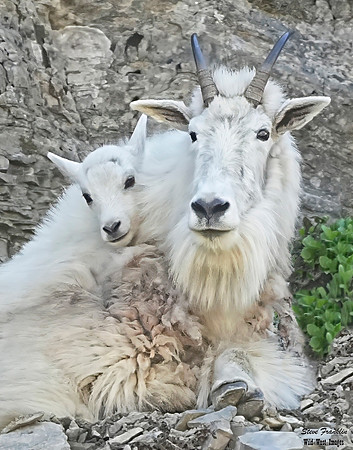 Goat Kids 1 det WWI