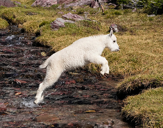 Goat Kids 4 det +WWI