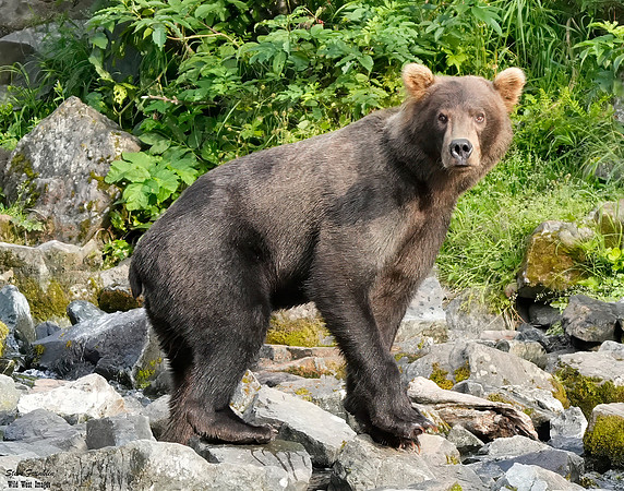 Bears wolverine creek 64 det WWI