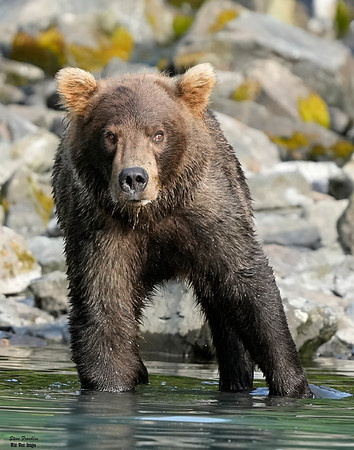 Bears wolverine creek 79 det WWI