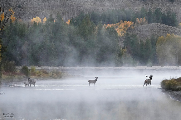 Elk Crossing Fall 13 det WWI