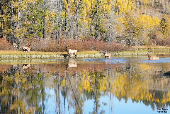 Elk Crossing Fall 10 det WWI