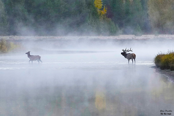 Elk Crossing Fall 14 det WWI