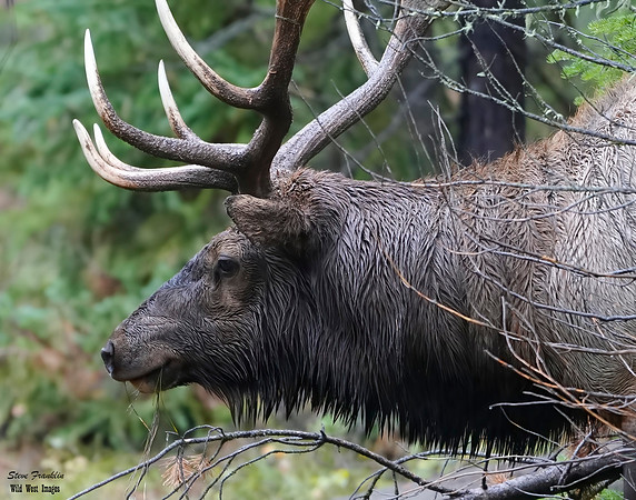Bull Elk 2 det WWI