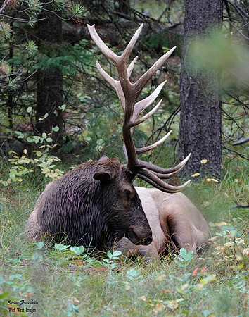 Elk sleep 1 det WWI